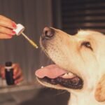 CBD Pet Supplies