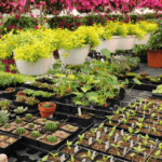 Starting a Plant Nursery