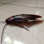 Does bleach kill roaches