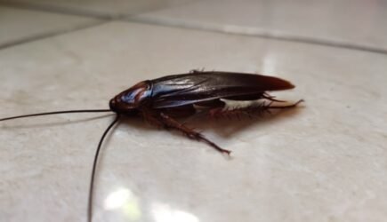 Does bleach kill roaches