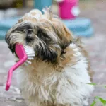 Busy Dog Owner