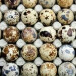 Quail Eggs for Hatching