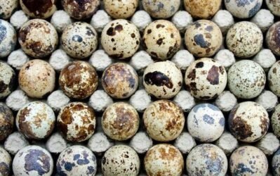 Quail Eggs for Hatching