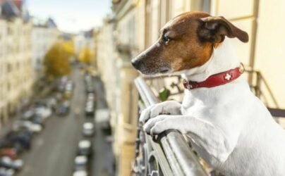 Apartment Living with Dogs