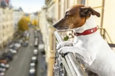 Apartment Living with Dogs