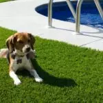 How an Artificial Grass Can Transform Your Dog's Play Area