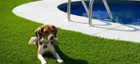 How an Artificial Grass Can Transform Your Dog's Play Area
