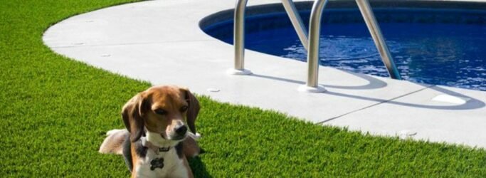 How an Artificial Grass Can Transform Your Dog's Play Area