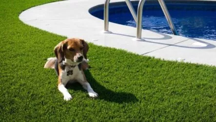 How an Artificial Grass Can Transform Your Dog's Play Area