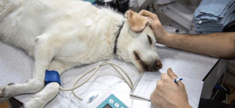 Becoming a veterinarian
