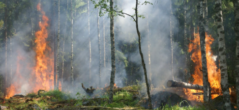 Wildfires on Wildlife and Biodiversity