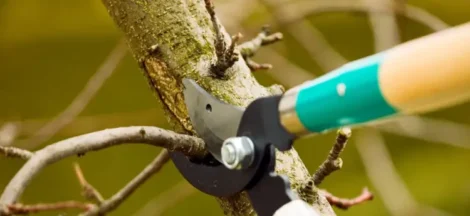 Tree Pruning Techniques