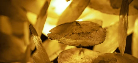 best gold IRA rollover companies - Closeup of shells made into a chandelier in warm light.