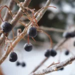 best vitamins for immune system during winter - None