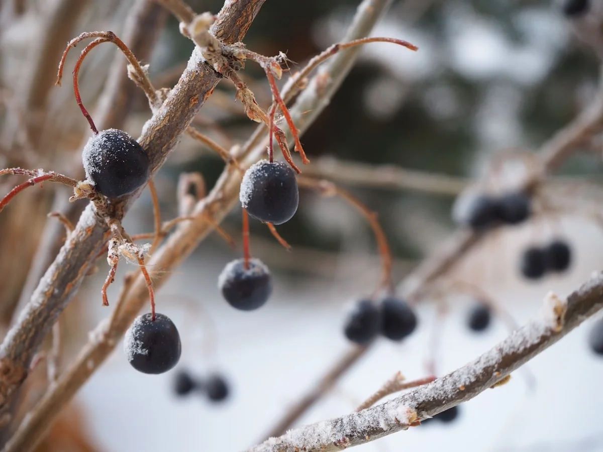best vitamins for immune system during winter - None