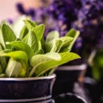 how to preserve fresh herbs longer - None