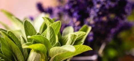 how to preserve fresh herbs longer - None