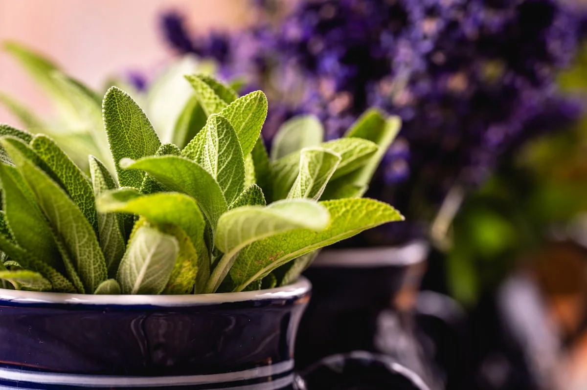 how to preserve fresh herbs longer - None