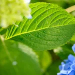 natural remedies for seasonal allergies relief - None