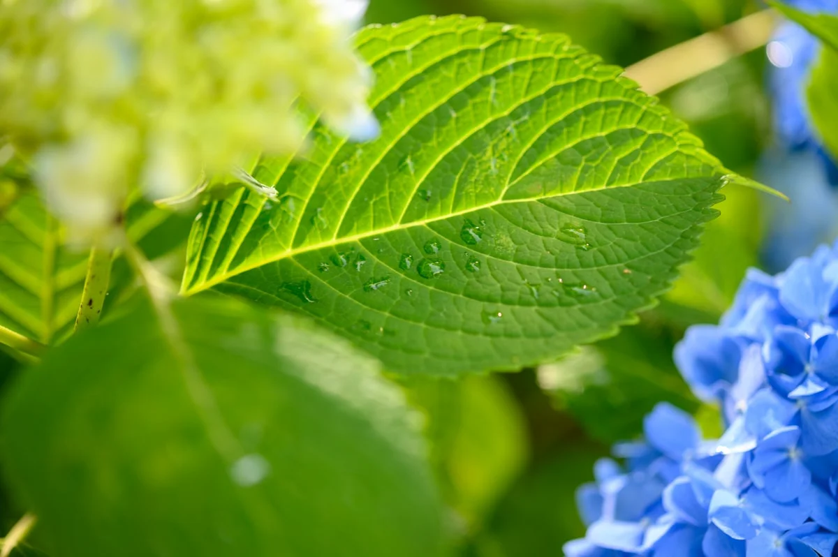 natural remedies for seasonal allergies relief - None