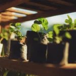 beginners guide to indoor plant care for low light - None