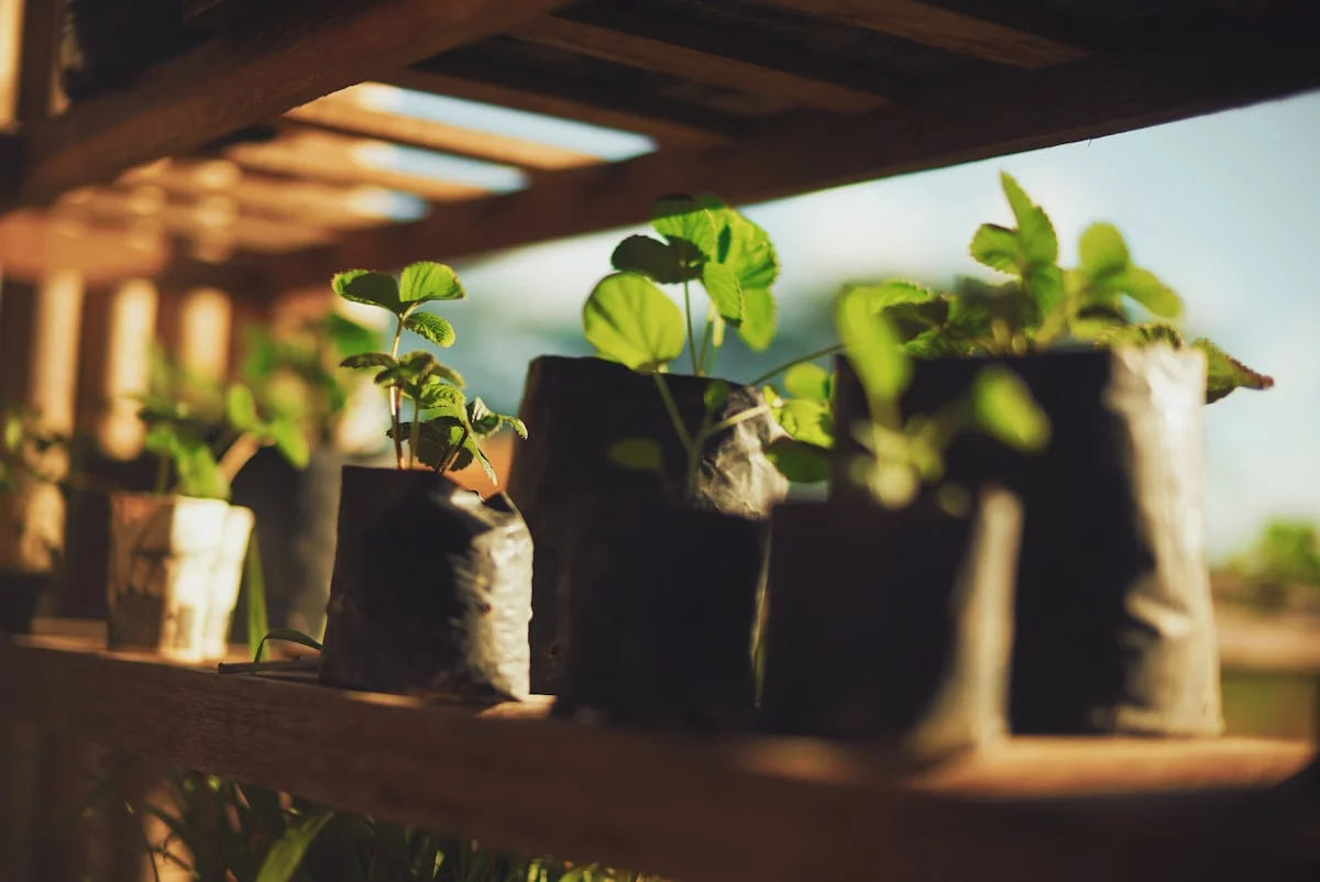 beginners guide to indoor plant care for low light - None