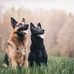 best dog food for German Shepherds with sensitive stomachs - None