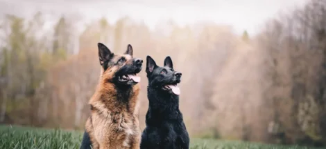 best dog food for German Shepherds with sensitive stomachs - None