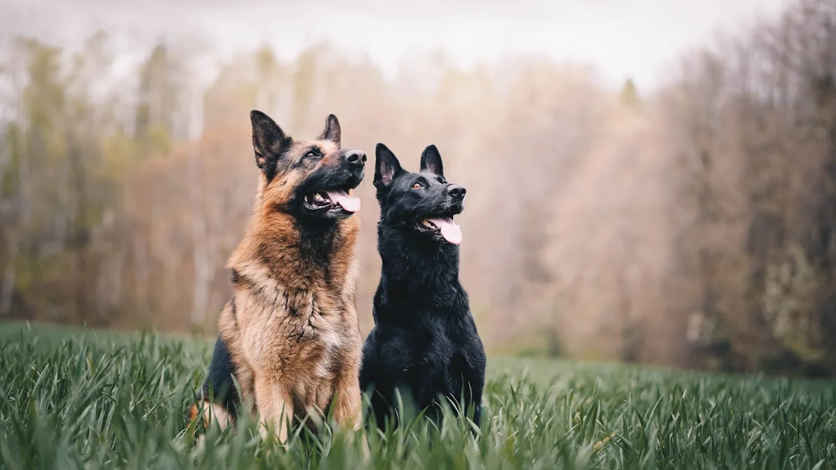 best dog food for German Shepherds with sensitive stomachs - None