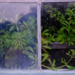 how to start a small herb garden on your windowsill - None